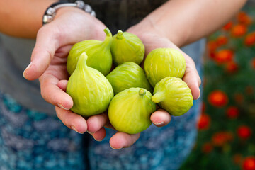 Image of hands holding freshly picked green figs