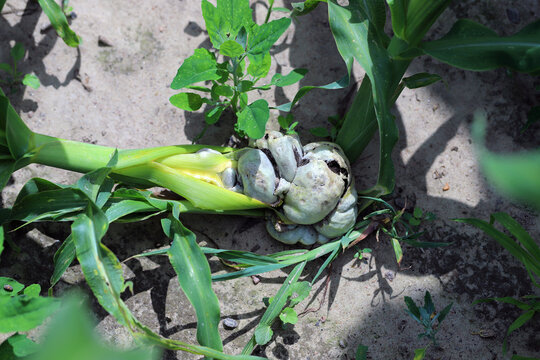 Gall of a plant disease named corn smut caused by the pathogenic fungus Ustilago maydis.