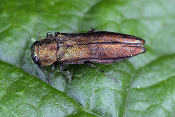 Splendour beetle, also known as the oak buprestid beetle (Agrilus) in its natural environment. A...