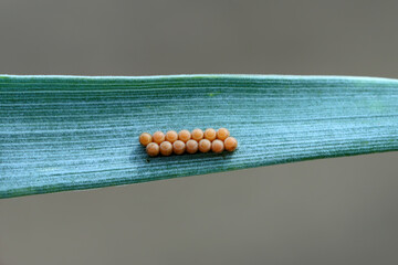 Bug eggs laid in two equal rows on a wheat leaf in a crop field.