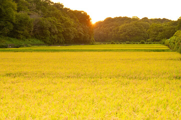 Landscape of a golden rice paddy at sunset in autumn.