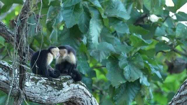 Costa Rica wildlifem monkey feeding banana on the tree. White-headed Capuchin, black monkey sitting and shake one's fist on tree branch in dark tropical forest. Wildlife of Costa Rica, cute animal.