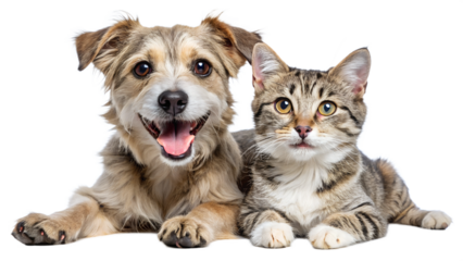 Joyful dog and cat relaxing together at home, cut out transparent