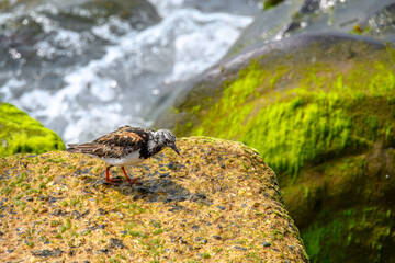 Turnstone areneria interpres on a rock with the sea in the background