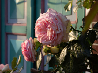 Rose vor Altländer Tür (Ausschnitt)