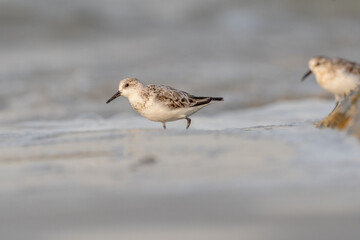 Sanderling (Calidris alba) feeding on a beach.
