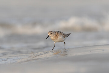 Sanderling (Calidris alba) feeding on a beach.