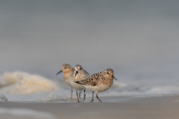 Sanderling (Calidris alba) feeding on a beach.