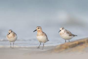 Sanderling (Calidris alba) feeding on a beach.