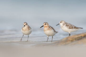 Obraz premium Sanderling (Calidris alba) feeding on a beach.