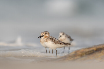 Sanderling (Calidris alba) feeding on a beach.