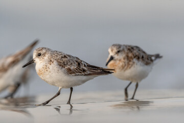 Sanderling (Calidris alba) feeding on a beach.