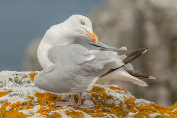 Herring gull (Larus argentatus) resting on a rock.
