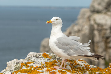 Herring gull (Larus argentatus) resting on a rock.