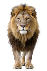 Obraz premium Lion strides confidently in sunlight, cut out transparent