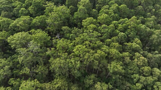 beautiful gum Trees and shrubs in the Australian bush forest. Gumtrees and native plants growing in Australia	

