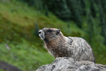 Mt Rainier National Park Hoary Marmot Perched