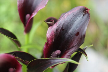 kalla Zantedeschia