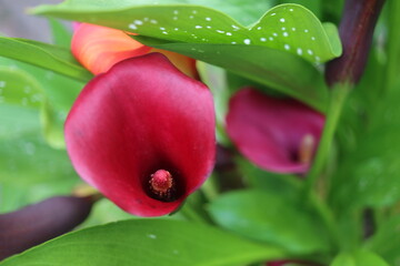 kalla Zantedeschia