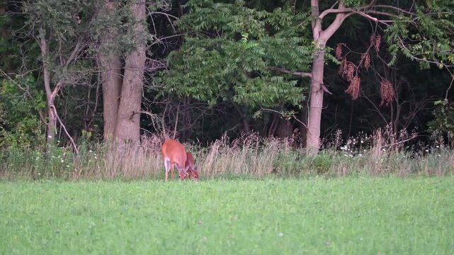 Dow and Fawn in Alfalfa Field
