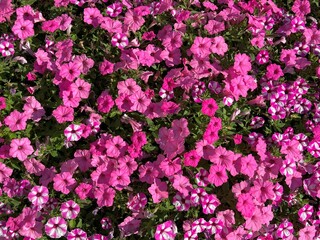 Fototapeta premium Petunia pink and striped pink white flowers