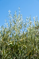 Detail of the crown of an olive tree against a clear blue sky. Sustainable agriculture ecological and natural green background concept