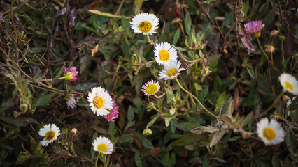 Blooming coloruful wild daisy flowers at Prau Mountain, Dieng, Indonesia.