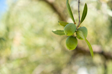 Three olives grow healthy on the branch of an olive tree in Andalucia, Spain. The summer sun illuminates the olive tree in the background