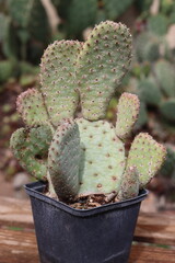 Opuntia basilaris var. helli Gobelin Valley Utahe Nähe Moab kaktus opuncja