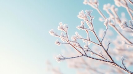 Frost covering the branches of a tree in the early morning, cold weather, winter beauty
