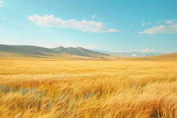 Obraz premium Golden Wheat Field Under Blue Sky