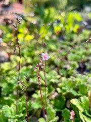 flowers of a currant
