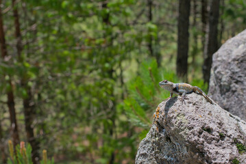 Blue spiny lizard with multicoloured scales