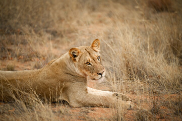 Lionne d'Afrique