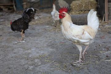 White Betong is the big Chickken in dry garden