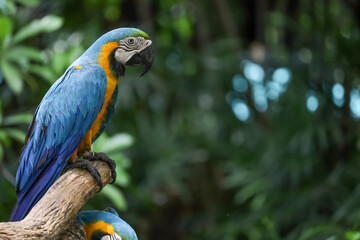 Close up head the Blue macaw parrot bird in garden