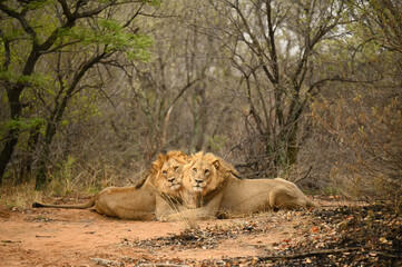 Lions d'Afrique du Sud