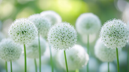 Graceful white Allium globe flowers dance gracefully in the breeze, their ethereal beauty captured in stunning ultra-high definition detail. 