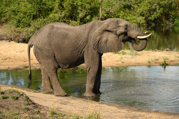 Elephant d'Afrique