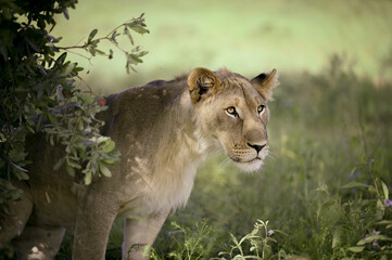 Lionne d'Afrique du Sud