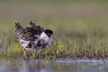 Batalion © Michal Przystas