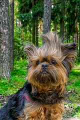 Naklejka premium A Yorkshire Terrier dog. Portrait of a cute purebred dog. Pets.