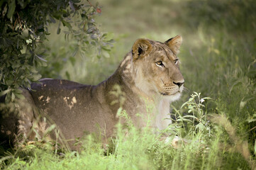 Naklejka premium Lionne d'Afrique du Sud