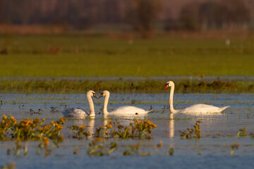 Łabędzie na rozlewisku © Michal Przystas