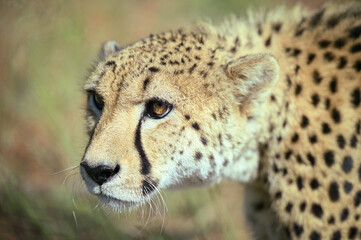 Guépard d'Afrique