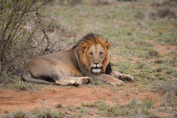 Lion d'Afrique