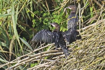 cormorant dries its plumage iin the characteristic open-winged position