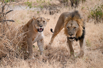 Lions sauvages de Tanzanie