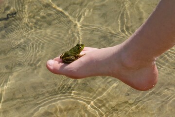 A green frog rests on the foot of a boy as he plays in the water at a sandy beach.