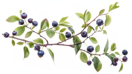vibrant huckleberry branches with ripe fruits isolated on white background food photography